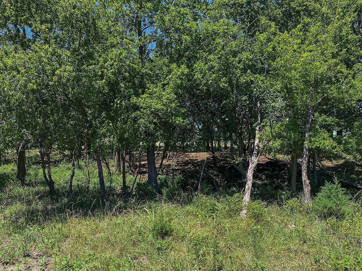 Wes loves using a shotgun in thickets like this one.